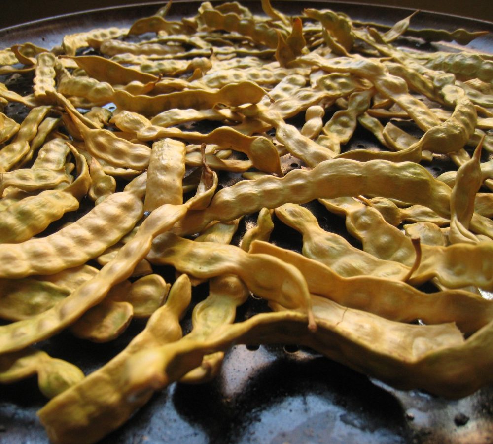 Foraging: How to Make Your Own Gluten-Free Mesquite Pod Flour