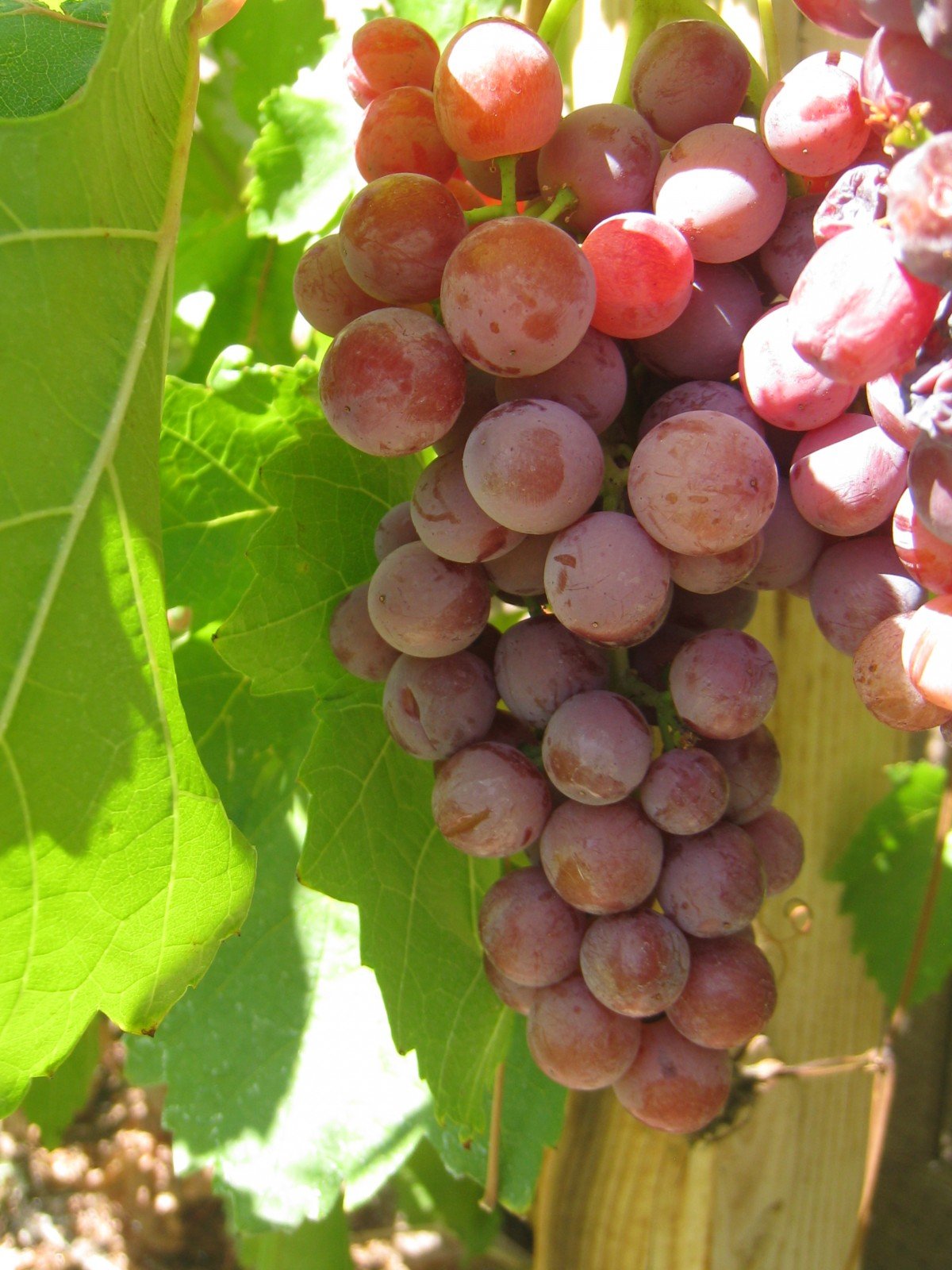 How To Make Wine From Fredonia Grapes