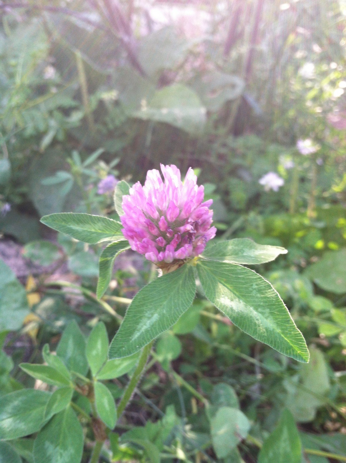 how-to-use-red-clover-blossoms-frugally-sustainable