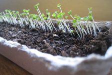 Grow Your Own: Winter Lettuce and Microgreens 1