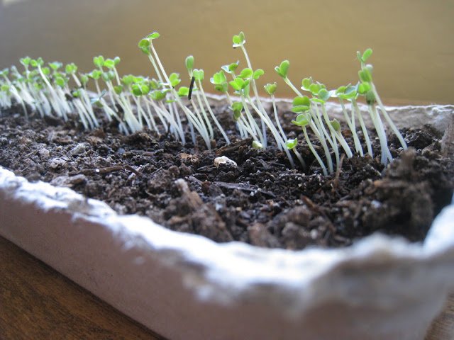 Grow Your Own: Winter Lettuce and Microgreens