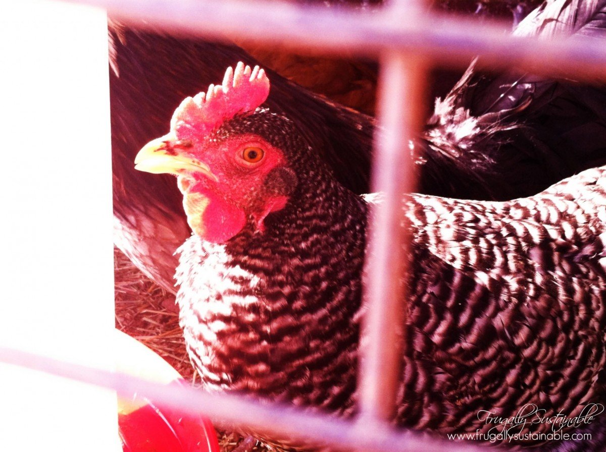 Raising backyard hens