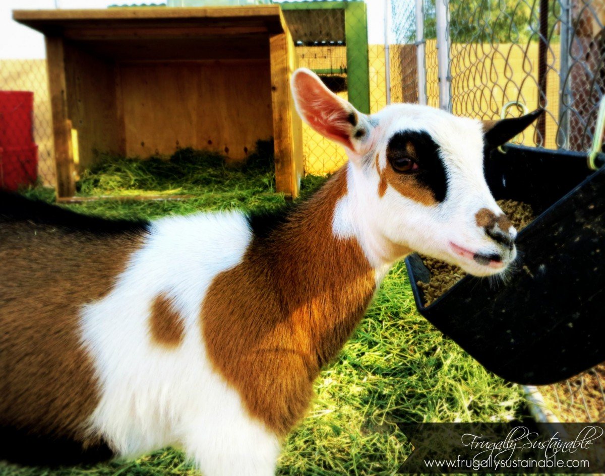 Your resource for Nigerian Dwarf Goats :: Frugally Sustainable