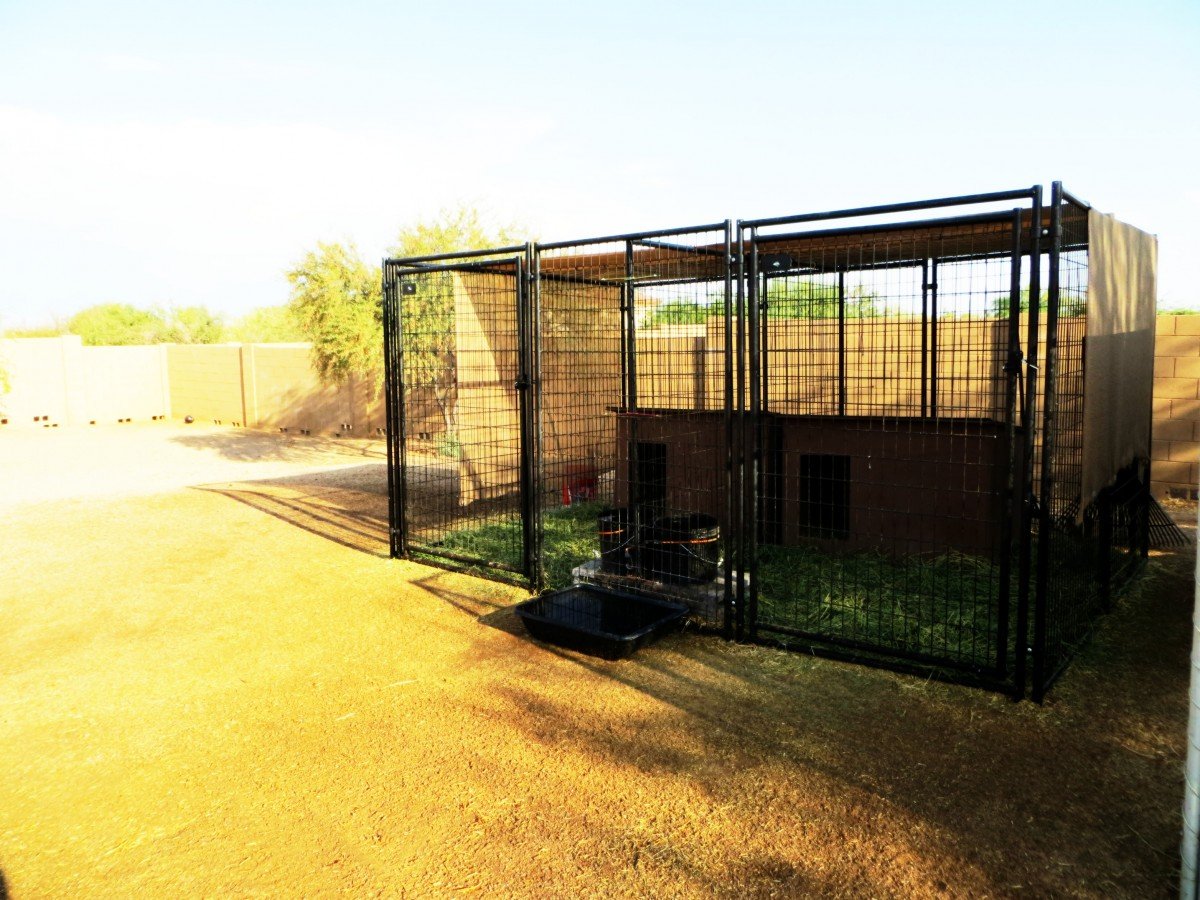 dog Kennels :: Breeding and Training Bird Dogs for the Field and Home