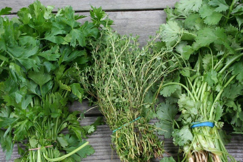 Day 13: Growing Your Own Herbs