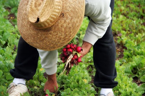 What should I look for when choosing a CSA?