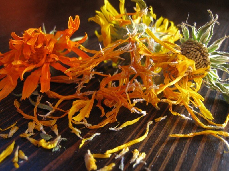 Harvesting, Preserving, and Infusing Calendula Flowers