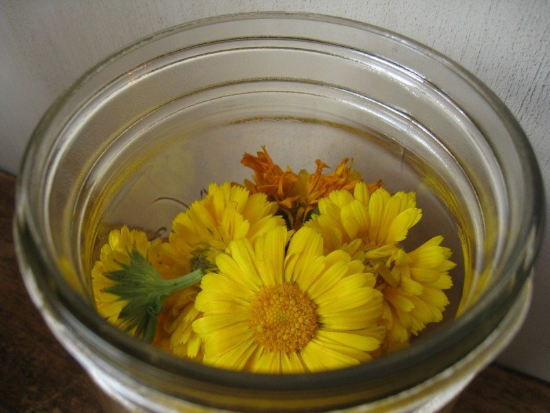 8 Reasons to Grow Calendula Flowers in Your Garden - Our Future Homestead