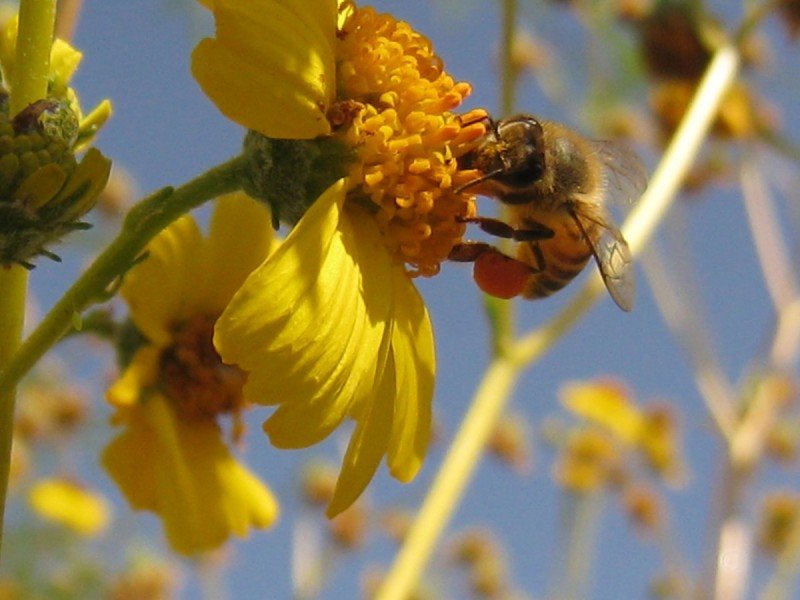 Natural Remedies for Seasonal Allergies 