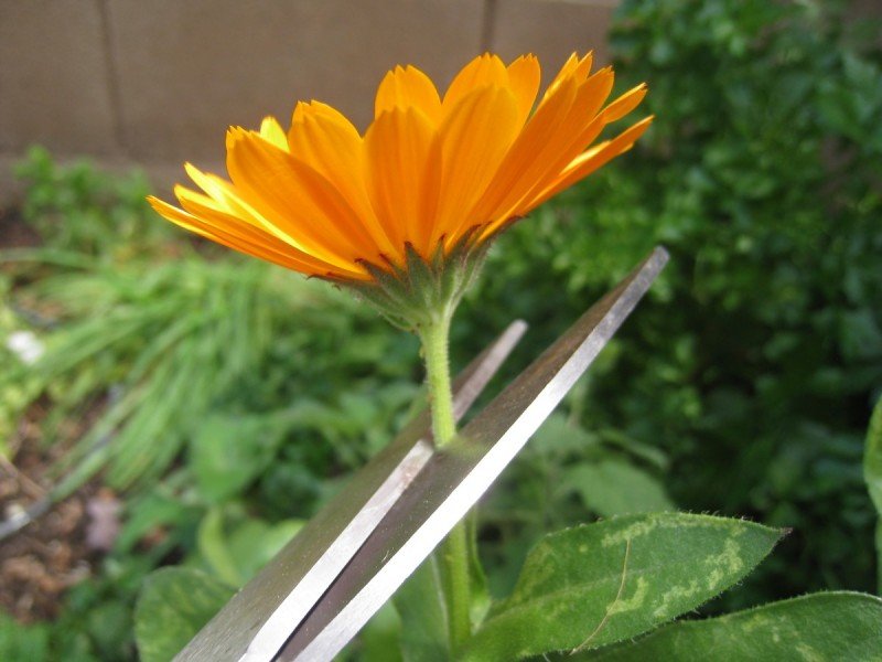 Harvesting, Preserving, and Infusing Calendula Flowers