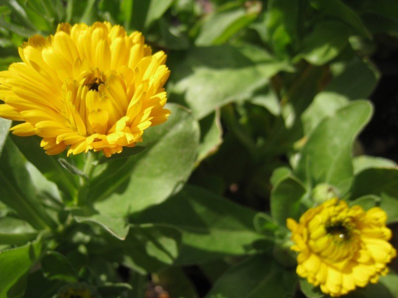 How and Why You Should Grow Calendula