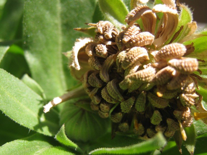 Harvesting, Preserving, and Infusing Calendula Flowers