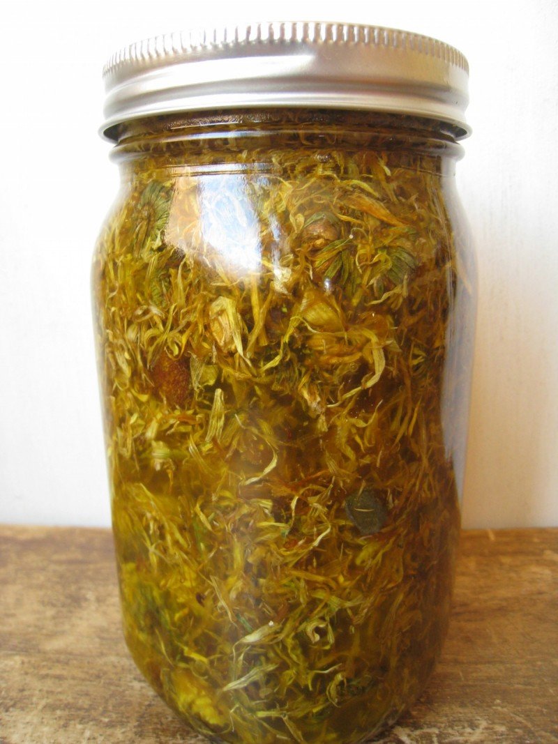 Harvesting, Preserving, and Infusing Calendula Flowers