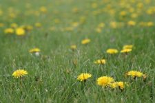 Spring Foraging: A Recipe for Dandelion Greens and Roots 2
