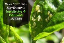 In the Garden: How to Make Your Own Homemade Organic Insecticides and Pesticides