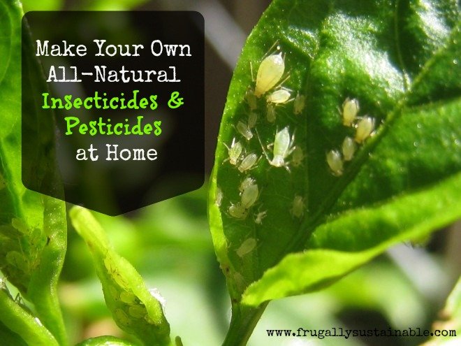 How to make your own all-natural, organic insecticides for the garden by Frugally Sustainable