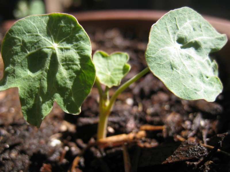 Nasturtiums: The Beautiful, Nutritious, and Easy to Grow Edible Flower