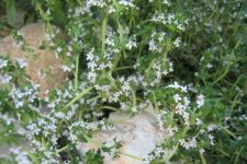 Growing Common Garden Thyme ~ And a Recipe for Thyme Honey 6