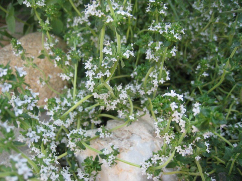 Growing Common Garden Thyme ~ And a Recipe for Thyme Honey