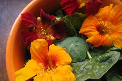 Nasturtiums: The Beautiful, Nutritious, and Easy to Grow Edible Flower 1