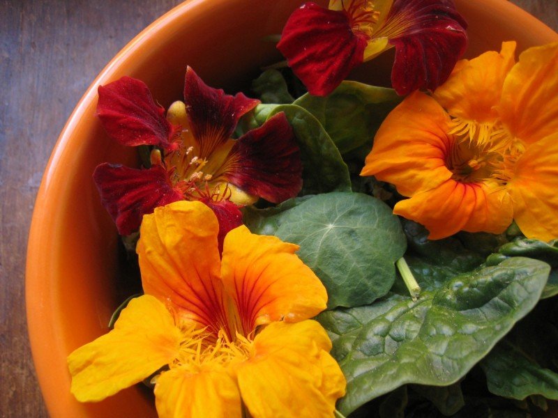 Nasturtiums: The Beautiful, Nutritious, and Easy to Grow Edible Flower -  Frugally Sustainable