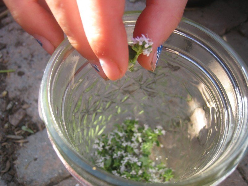 Growing Common Garden Thyme ~ And a Recipe for Thyme Honey