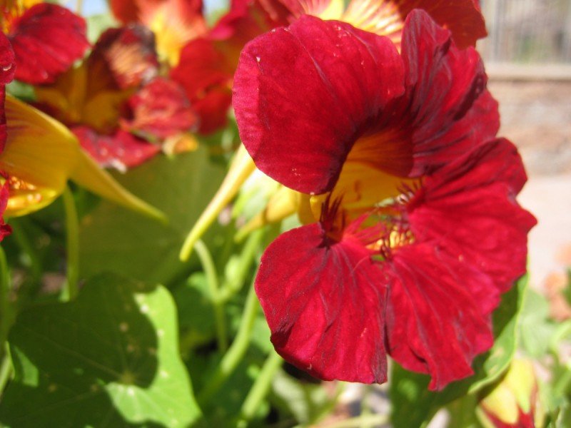 Nasturtiums: The Beautiful, Nutritious, and Easy to Grow Edible Flower