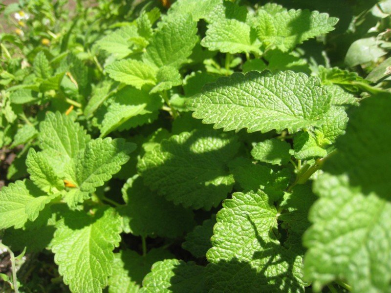 How to Start a Medicinal Herb Garden