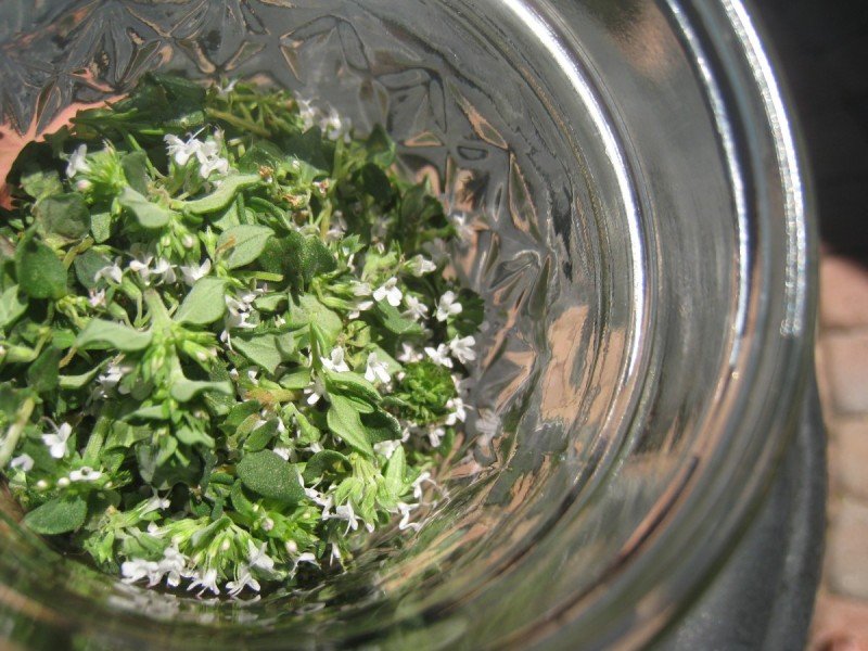 Growing Common Garden Thyme ~ And a Recipe for Thyme Honey