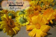 How to Start a Medicinal Herb Garden