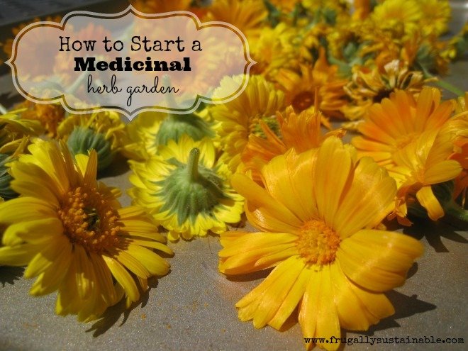 medicinalherbgarden feature