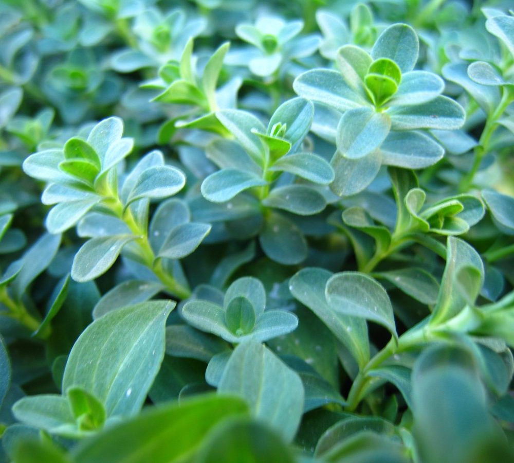 Creating a Kitchen Pharmacy: When and how should I harvest medicinal herbs?