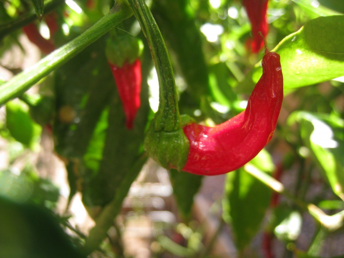 A Recipe for Homemade, Homegrown Cayenne Pepper Hot Sauce