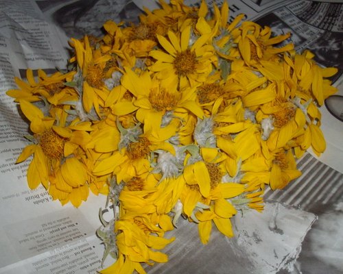 Arnica montana for healing of cuts bruises inflammation and joint swelling