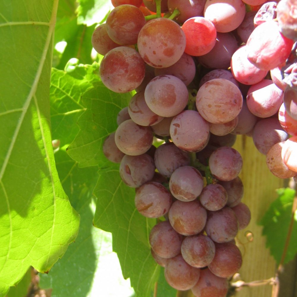 Tips for Preserving Grapes