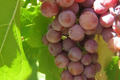 Tips for Preserving Grapes 3