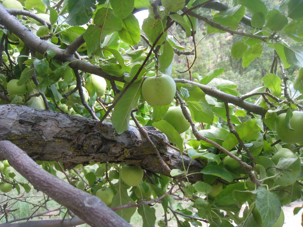 How Wild Food Foraging Can Lower the Cost of Groceries