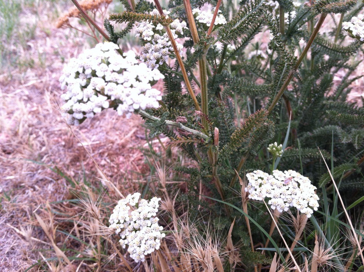 How Wild Food Foraging Can Lower the Cost of Groceries