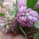 How to Use Red Clover Blossoms