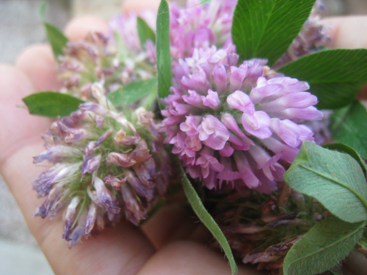 How to Use Red Clover Blossoms 
