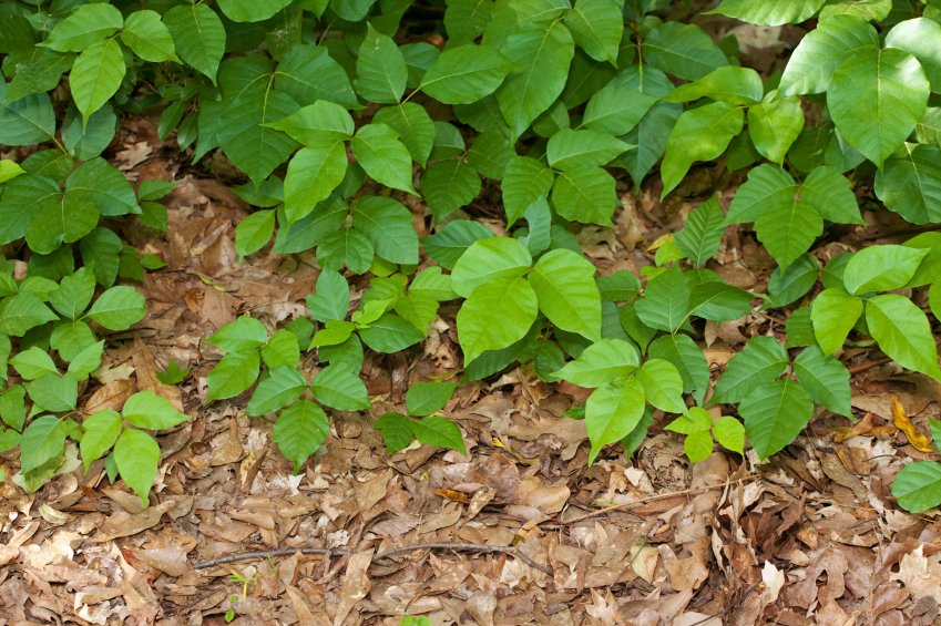 How to Identify Poison Ivy — and Jewelweed, a Natural Remedy