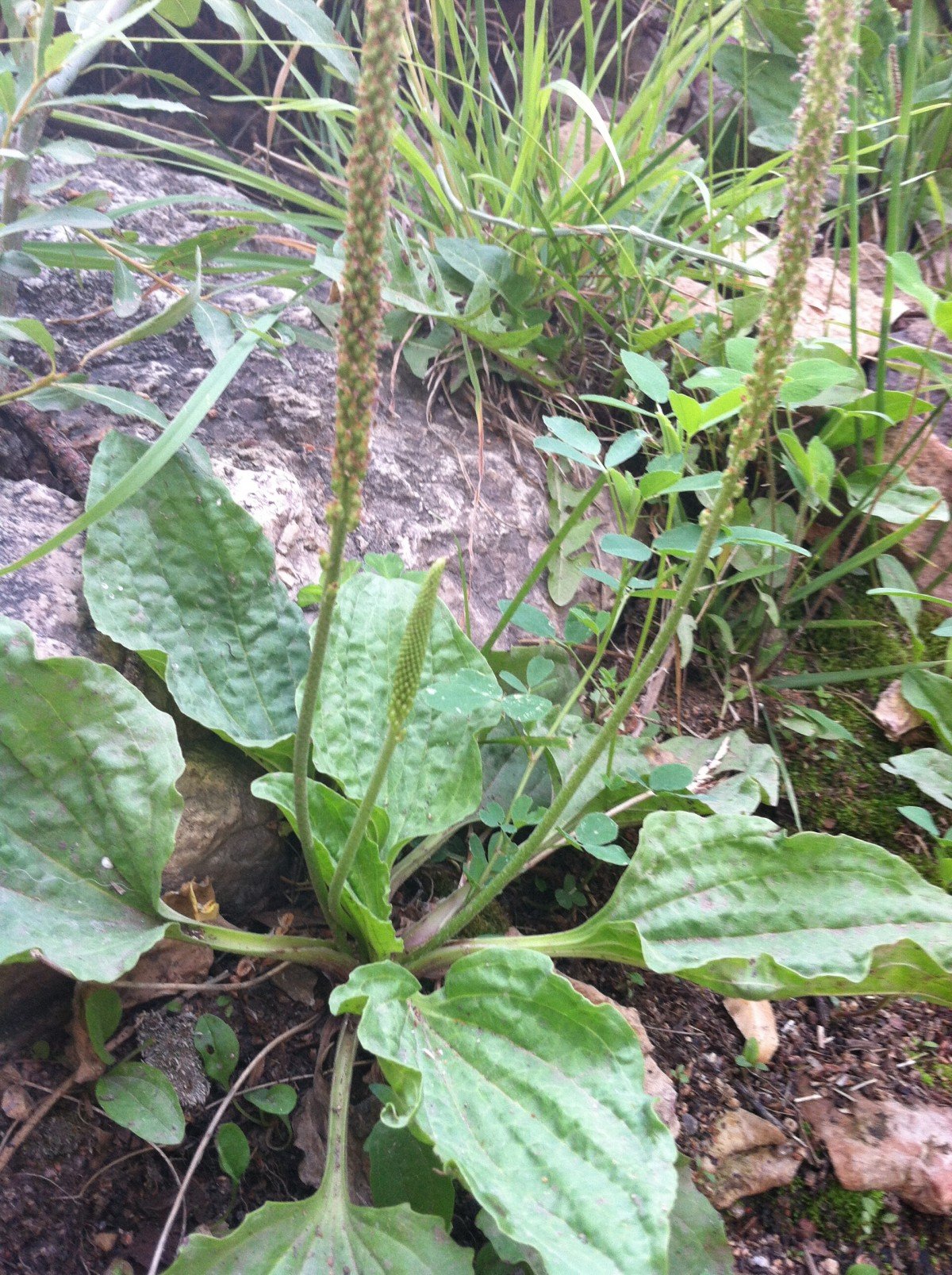 How to Make a Comfrey Salve: Great for Diaper Rash, First-Aid, Eczema, Burns, and Psoriasis