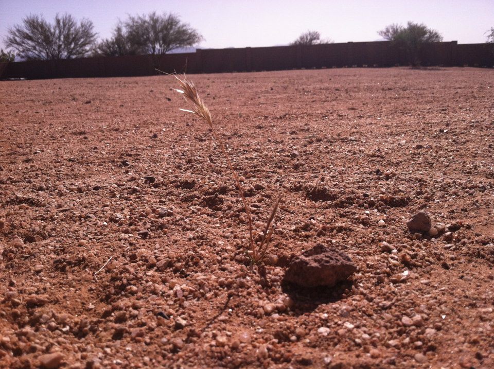 Harsh desert land