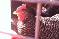 Herbs for Chicken Health: How to Make an Herbal Feed Supplement for Backyard Chickens