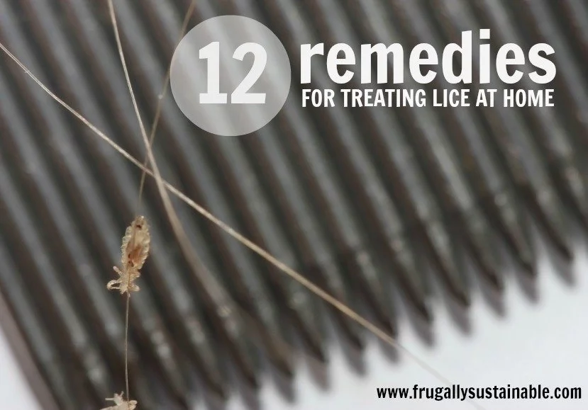 How To Treat Lice Naturally Without Harmful Chemicals Frugally How To Treat Lice Naturally Without Harmful Chemicals