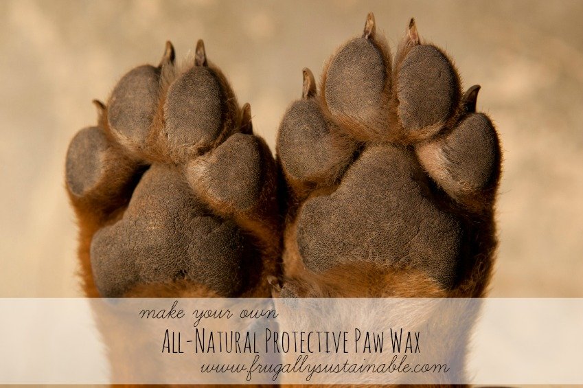 How to Make an All-Natural Protective Paw Wax for Dogs & Cats