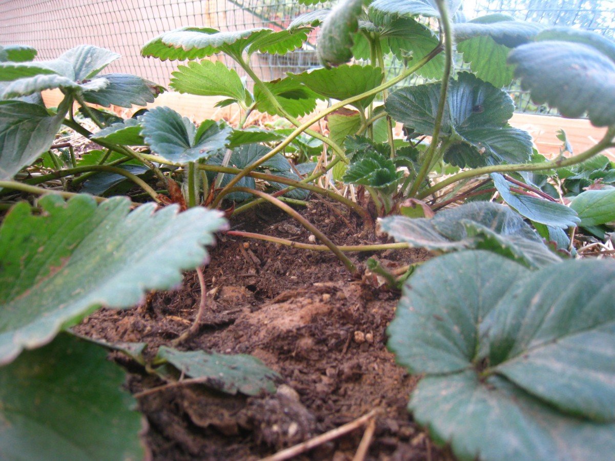 Frugally Sustainable's Garden Strawberries