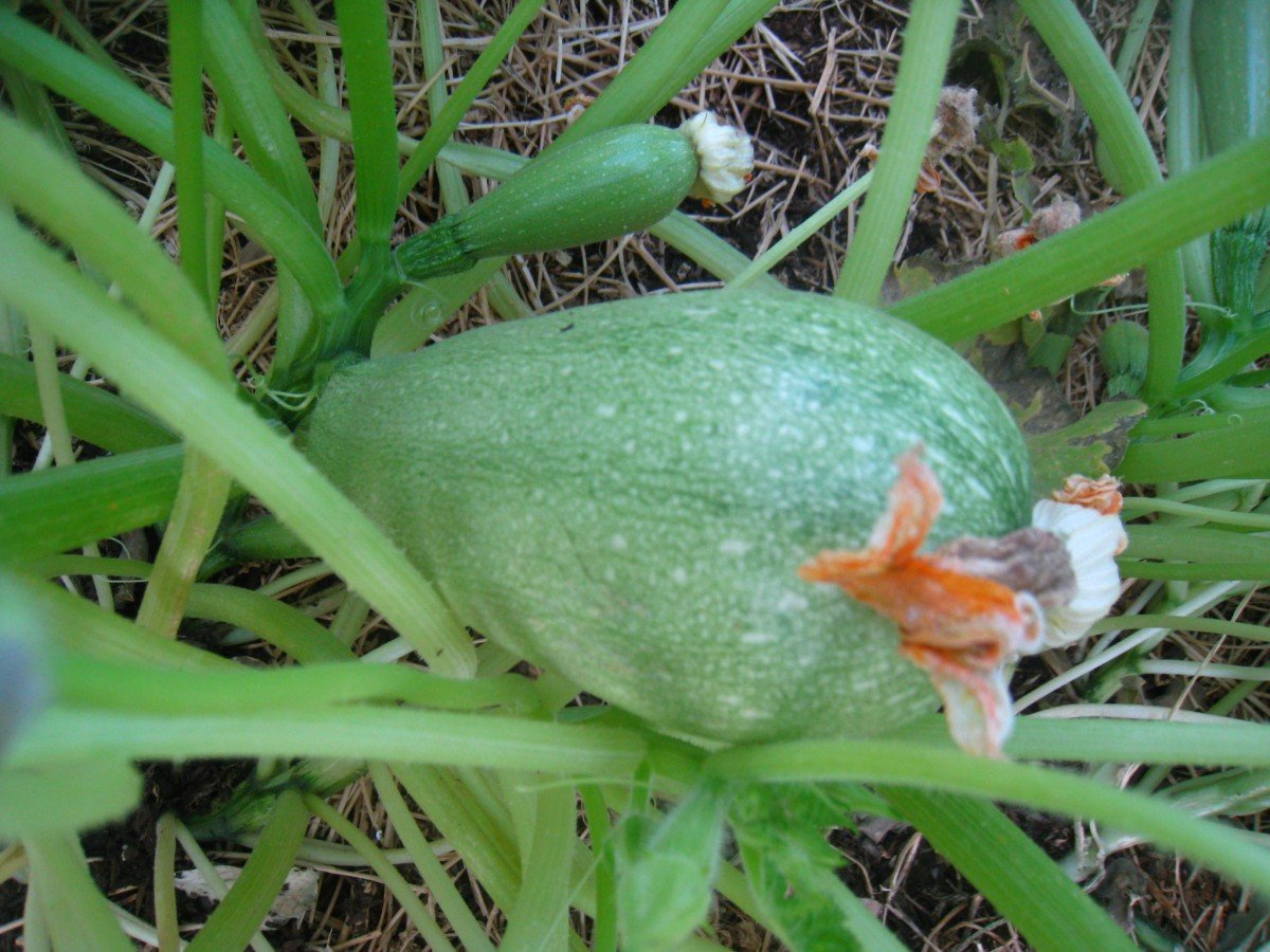Frugally Sustainable's Garden Squash