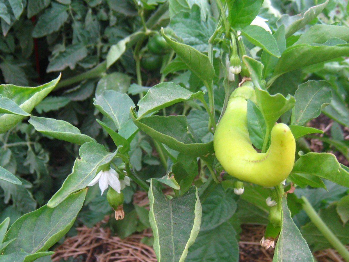 Frugally Sustainable's Garden Peppers