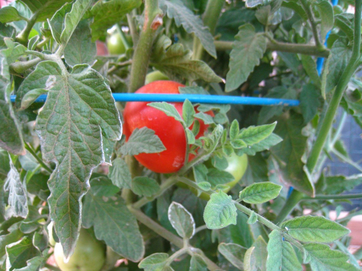 Frugally Sustainable's Garden Tomato
